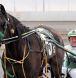 horse racing, gaming, casino, food, alberta casino,