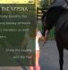 new forest pony for sale, new forest pony breeding, ponies for sale,