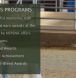 new forest pony for sale, new forest pony breeding, ponies for sale,