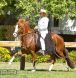 Beautiful gait is a trademark of the breed