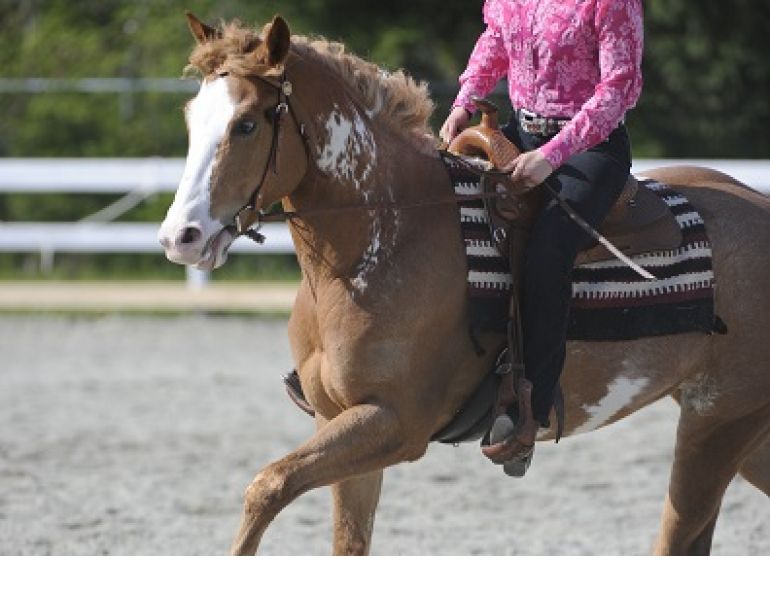 rushy lope, too fast in canter, raises head in canter, head up in canter, horse falls apart, jim greendyk