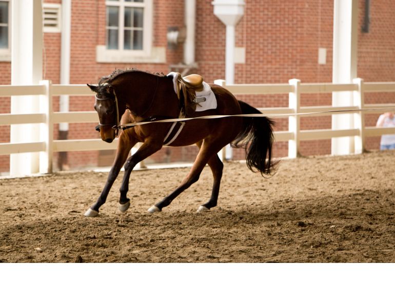 Lunging for Horse & Rider