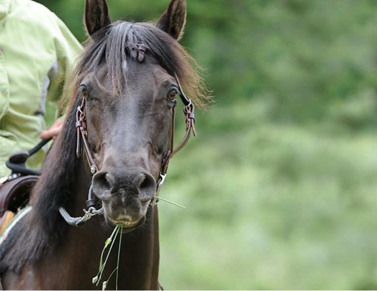 Jonathan Field, horse focus issues, gaining a horse’s attention, improving horse concentration, herd-bound horse behaviour, anxious horse separation, horse training fundamentals, rider leadership skills, building horse partnership