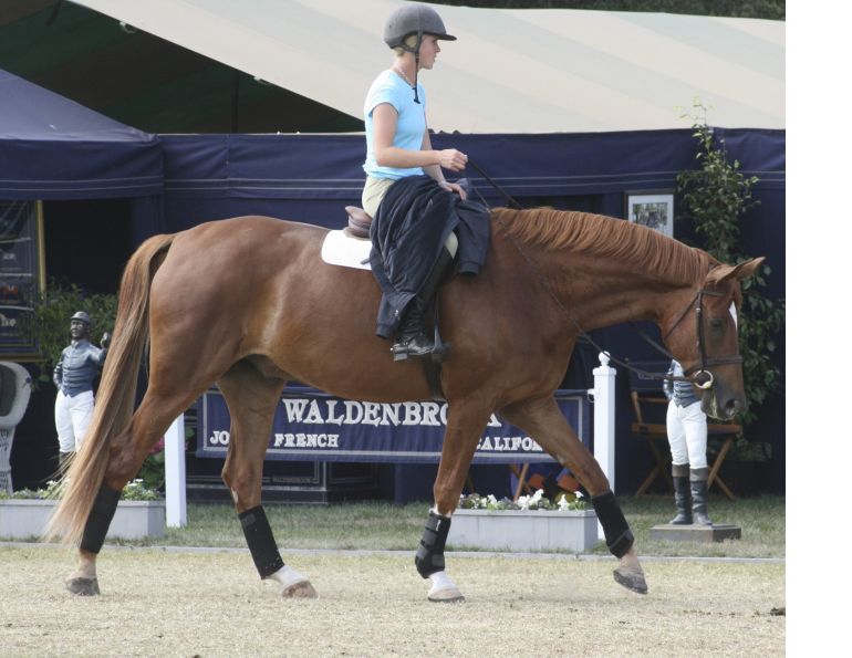 Equine Symptomatic Lameness, Why is my horse lame? Why does my horse keep stumbling? Why does my horse trip over his own feet? Symptomatic lameness right hind leg, detecting Equine Symptomatic Lameness