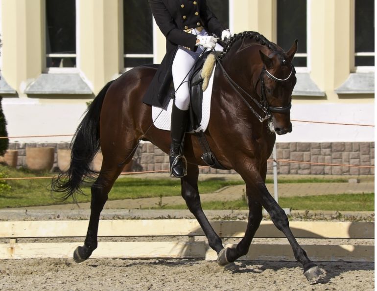 Jochen Schleese, saddle support, horse saddle fitting, horse dominant side, symmetrical gullet plate Jochen Schleese, saddle support, horse saddle fitting, horse dominant side, symmetrical gullet plate