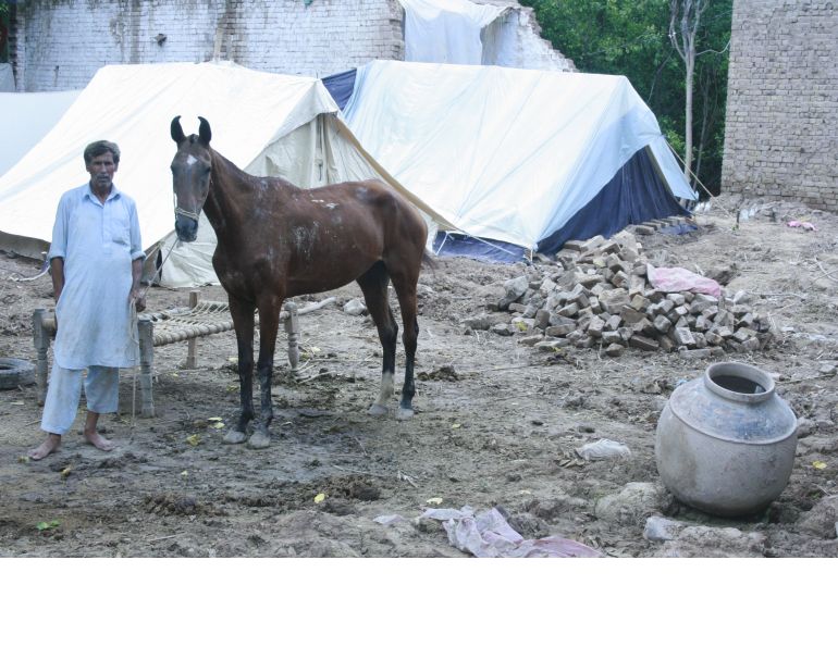 brooke hospital for animals, brooke equine veterinarians