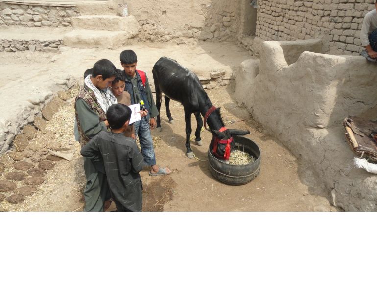 brooke animal hospital, helping donkeys third world countries, working equines