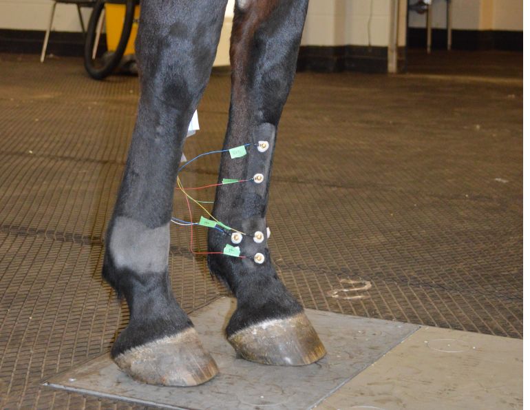 equine fetlock, fetlock injuries, equine lameness, electroarthrography, eag, mark hurtig, ontario veterinary college, equine guelph, university of guelph, Jackie Bellamy
