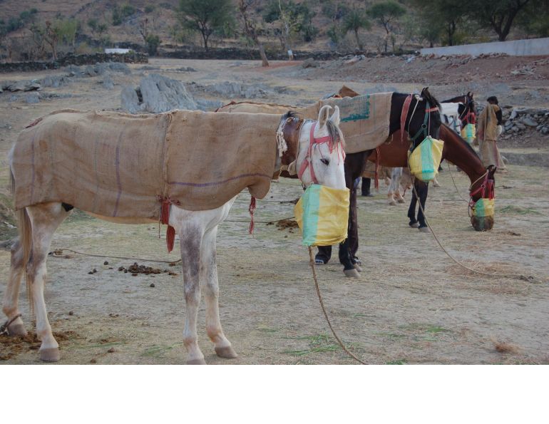 Pushkar Camel Fair, horseback riding  Marwari horse, Indian horsback riding, horse ridign Rajasthan India Southeast South Asia, Khumba Palace Guest House horse riding