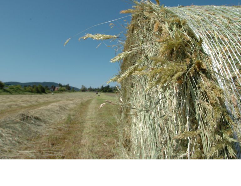 hay testing for horses, forage analysis horse hay, how to sample hay, horse hay quality, equine nutrition forage testing, hay nutrient analysis, buying hay for horses, horse forage management, testing hay for nutrients