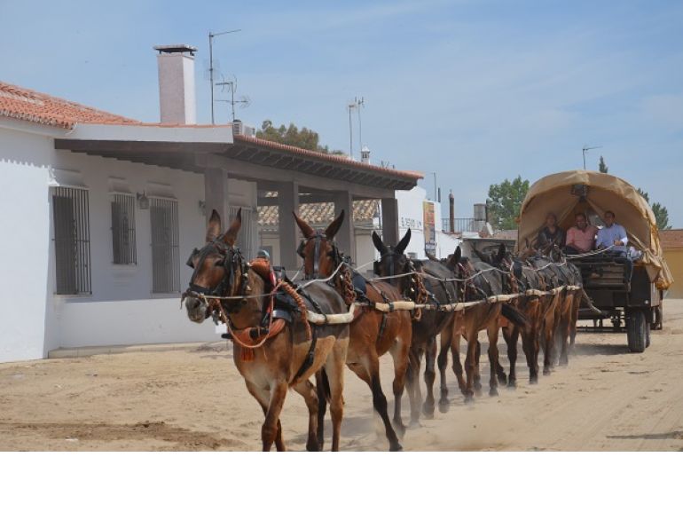 horses in spain, equines in spain, romeirio del rocio horses, mules spain, the donkey sanctuary, el refugio del burrito