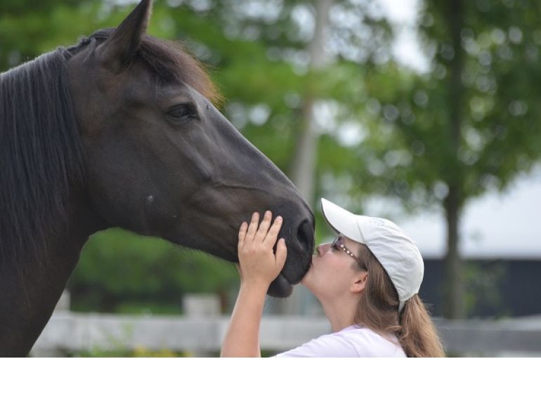 rescue horse, equine welfare, whispering hearts horse rescue, ospca, ontario standardbred adoption, osas, equine guelph, equine science