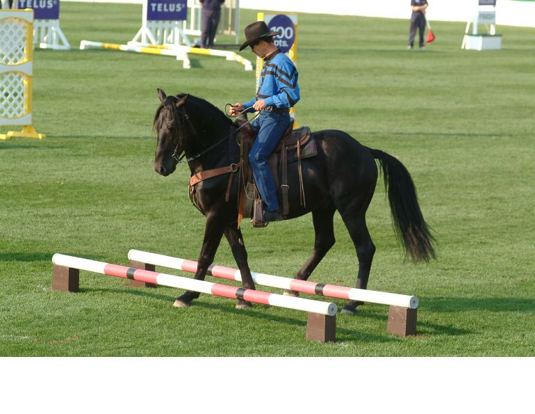 horse rider psychology, confident horse rider, horse rider confidence horse rider psychology, confident horse rider, horse rider confidence