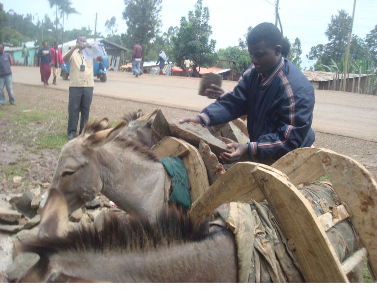 brooke hospital for animals, working equines, helping working animals