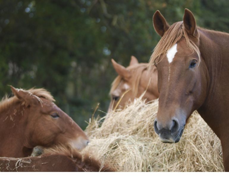 horse ulcers, juliet getty, equine ulcers, free choice forage feeding, horse digestion, beet pulp, hindgut microbial population, vitamin b horse