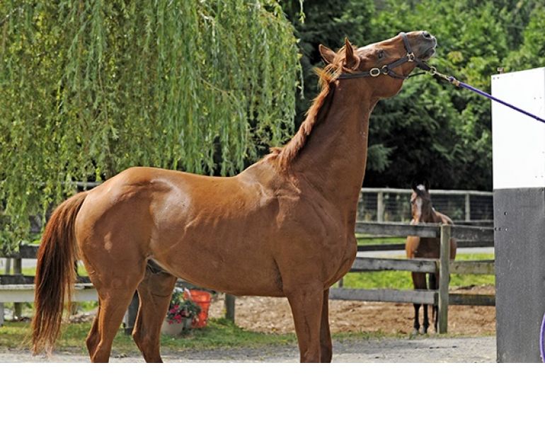 training jonathan field, natural horsemanship, trailer loading, load a horse trailer