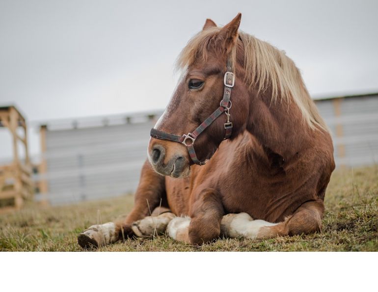 senior horses care, older horses weight loss, senior horse feed and nutrition, dental care senior horse