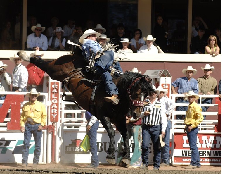 2012 readers choice awards, grated coconut rodeo horse, horse profile, amazing horse rodeo riders