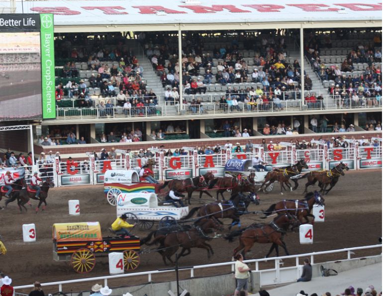 chuckwagon stampede horse deaths, calgary stampede deaths
