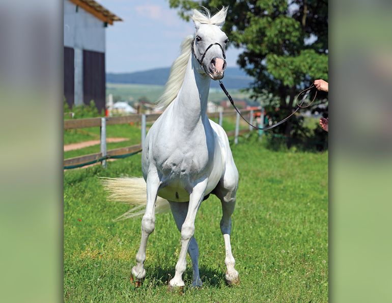 help a horse slow down, horse rushing jumps, training a horse to wait, lindsay grice, horse rushing through gate