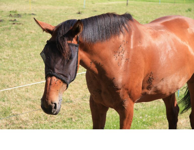 Fly Control for Horse, fly control for barn, horse deworming, horse vaccinations, fly mask horse, sticky traps, fly repellent Fly Control for Horse, fly control for barn, horse deworming, horse vaccinations, fly mask horse, sticky traps, fly repellent