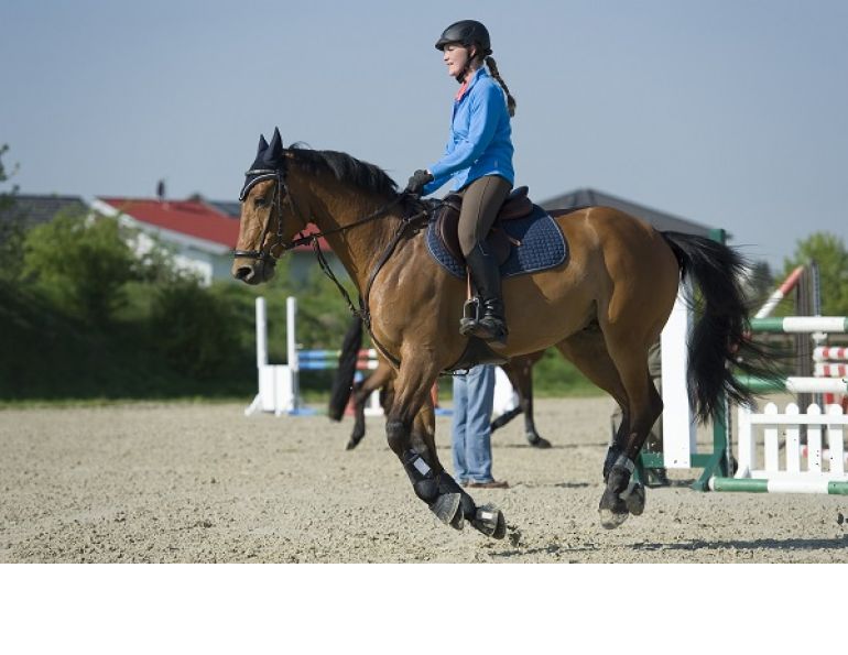 lori k. warren, fit horse, horse fitness, horse conditioning, horse schooling, equine conditioning, equine schooling, equine fitness, fit equine, equine interval, equine gymnastics, horse gymnastics, horse strength, equine strength