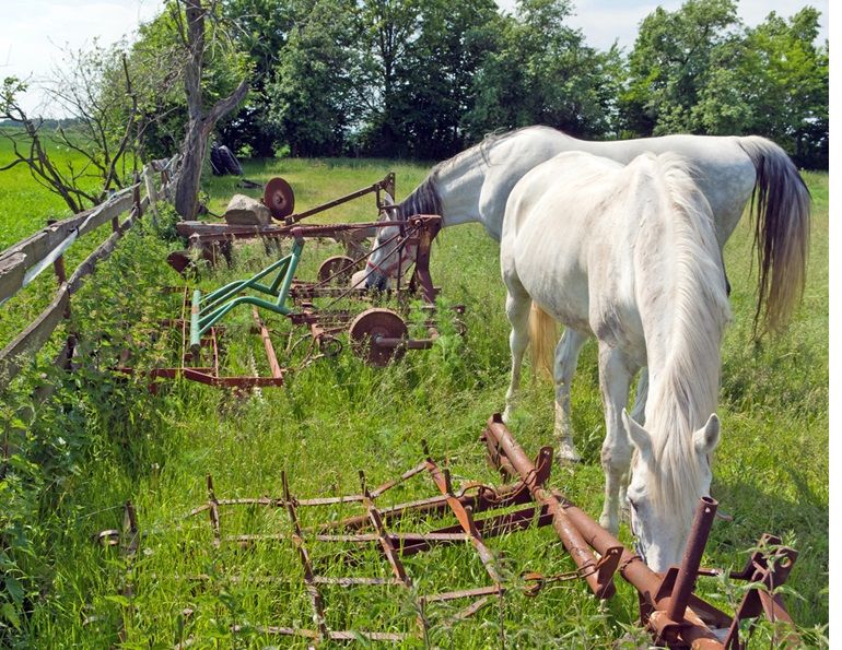 hazards horse farm, hazards equine farm, emergency plan horse farm, prevent barn firehazards horse farm, hazards equine farm, emergency plan horse farm, prevent barn fire, prevent horse injury
