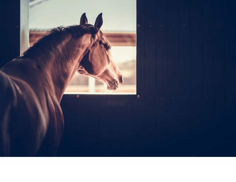 stalled horses impact health, are horses okay isolated, alice ruet equine science mark andrews, housing horses in individual boxes