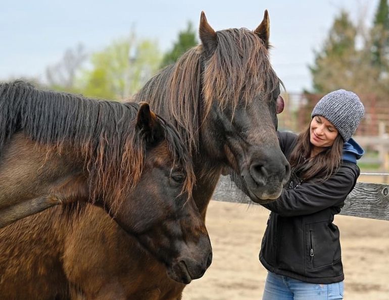 horse rescues quebec, a horse tale rescue quebec, caroline handy a horse tale, aht in quebec, horse sanctuaries in quebec