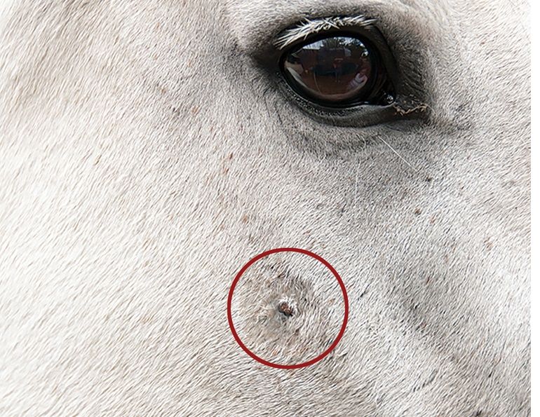 equine skin cancer, equine melanoma, equine sarcinoma, skin cancer horses