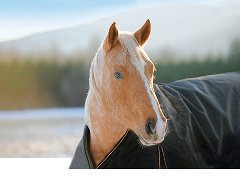 saddle fitting, short person saddle, short legs saddle, schleese, saddlefit4life