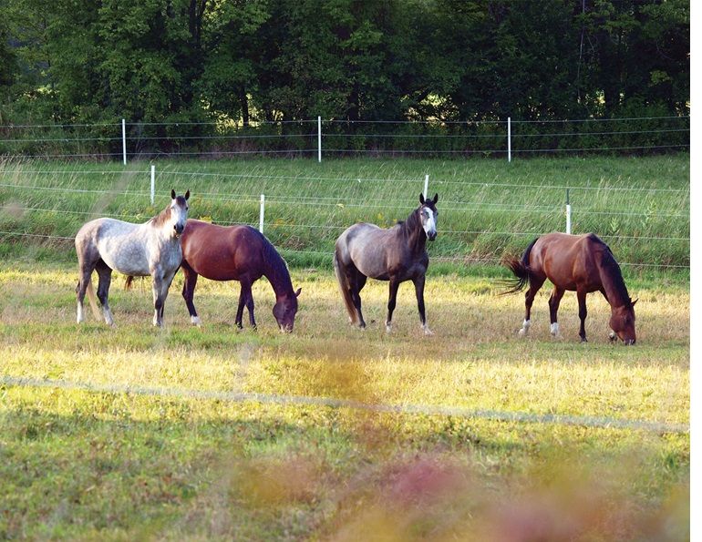 penn state extension equine team, rotational grazing horses, managing horse pastures, sacrifice lot horse grazing