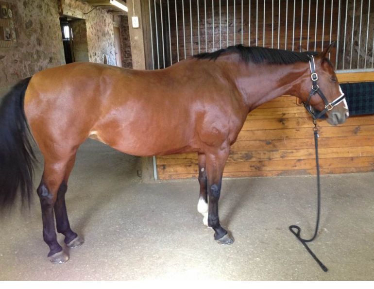 horse shoeing, equine shoeing, horse trimming, hoof trimming, horse stifles, hanz wiza, hoof problems