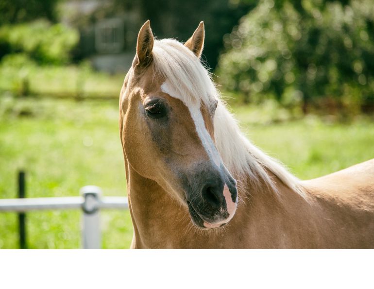 Michael Cameron, ASD Horses, Kids with ASD, autism horses, disabled children horses, autism physical activity Michael Cameron, ASD Horses, Kids with ASD, autism horses, disabled children horses, autism physical activity