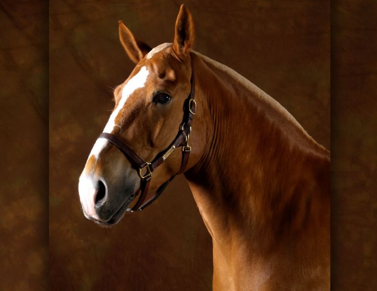 police horse brigadier, canadian horse, constable bradfield brigadier, police horse death