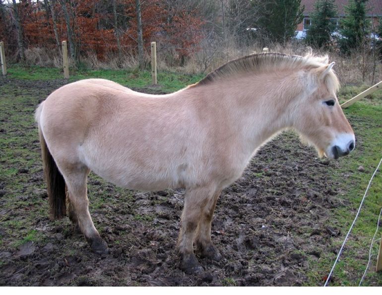 Managing Spring Mud in Your Horse Pastures