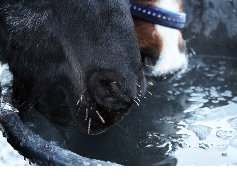 horse water winter equine watering heated troughs horse heated waterers horse waterers equine winter equine guelph system fence