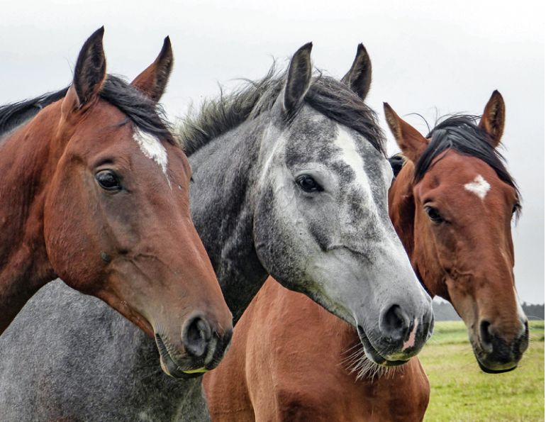 equine immune system, Equine infectious anemia, equine organ-damaging inflammation, blood-borne equine disease, equine eia, testing horse blood, Equine infectious anemia-infected horse, horse care, horse health