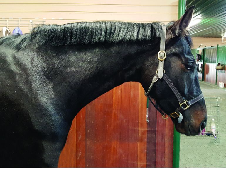 HOW TO Shorten a horse's Mane trimming horse's mane with scissors horse grooming horse mane grooming