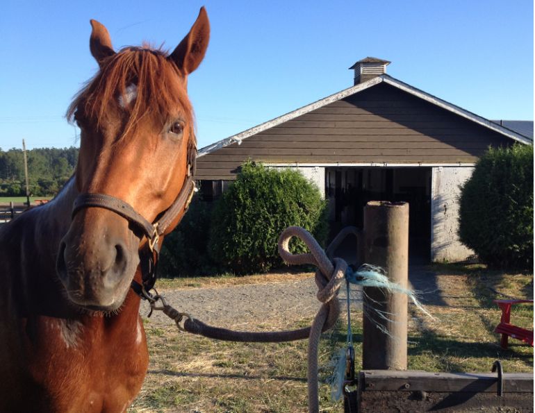 how to tie quick release knot, quick release knot, horse rope knot, equine knot