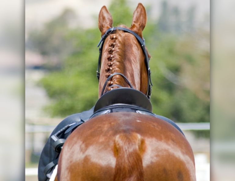 saddle fit, equine guelph, assymetries saddle fit, how to fit my saddle