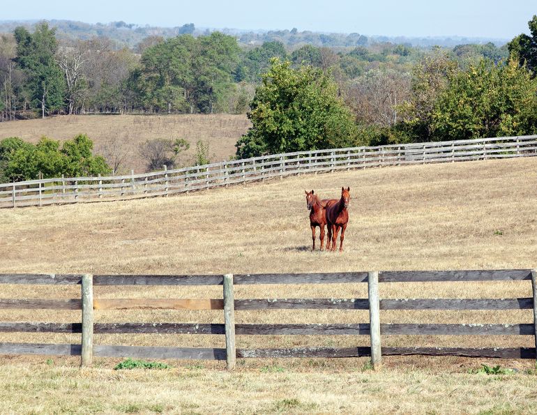 Horse grazing in a managed pasture during drought conditions on a Canadian horse farm