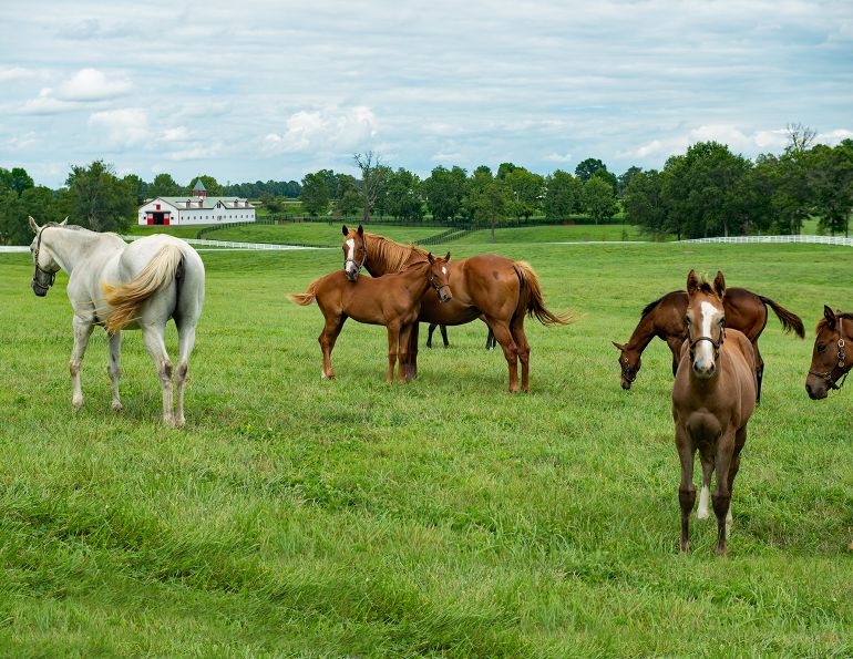 Horse jobs Canada's horse industry, careers horse industry, equine industry symposium, bachelor of bio-Resource Management Equine Management program University of Guelph, BBRM Equine Management