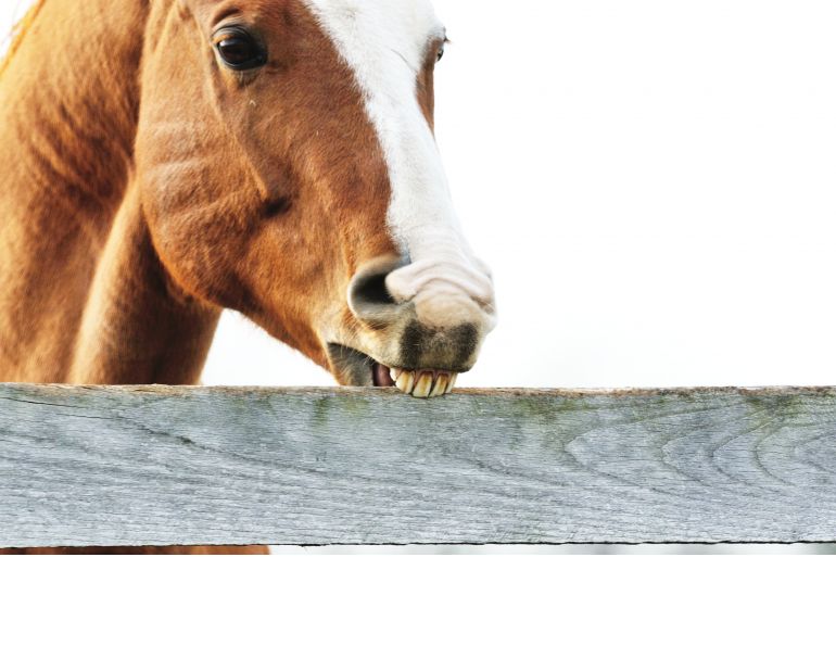 Horses that Crib, lindsay grice training, cribbing caller should i buy, should i buy a horse that cribs, how to stop a horse from cribbing