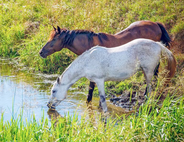 Potomac Horse Fever Canada, PHF horses Canada, equine diseases Canada, horse health summer, equine colitis, horse vaccination Canada, insect-borne horse disease, equine biosecurity