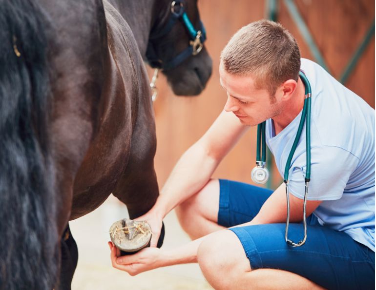 how common is laminitis? laminitis as common as colic, what is laminitis, warning signs of laminitis