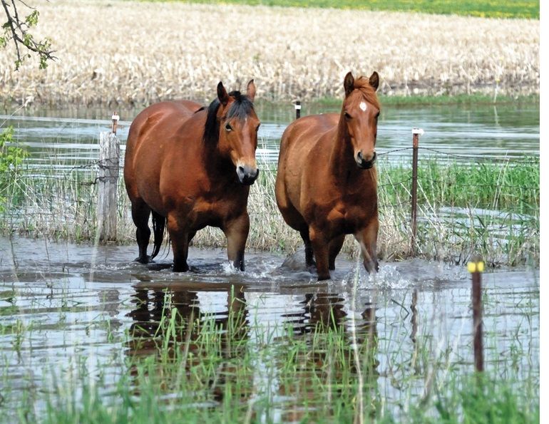 climate change horse industry, prepare horse farm for climate change, heat dome horses, rescuing horses disaster, hay shortages, colic horses