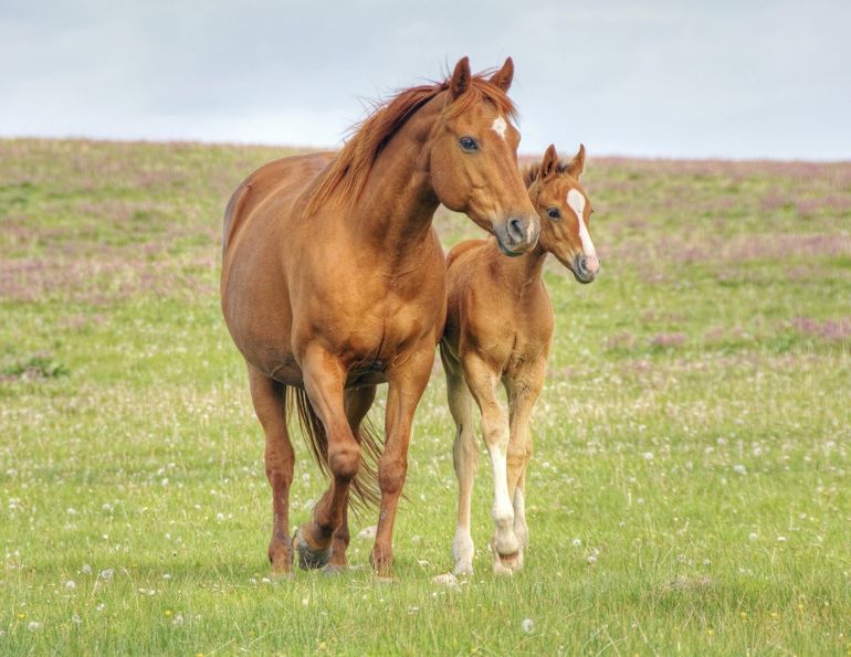 endometritis treatment horses, mare has endometritis, settle as treatment for equine endometritis, novavive horse products