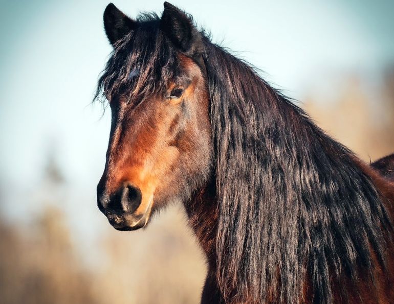 Bear Valley Rescue in Alberta Canada, horse rescue in Canada, Jacqueline Louie, helping horses in need, the gift of volunteering in horse rescue, the value of horse rescue, the importance of horse rescue volunteers, Kathy Bartley of bear valley horse rescue