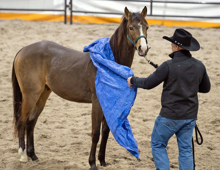 Ontario Equine Expo, Canadian horse events, equine expo Ontario, horse clinics Canada, equestrian events Ontario, horse industry Canada, horse training clinics, equine education Canada, Markham Fairgrounds horse event, Battle of the Bridles, western and English disciplines, horse footing issues arena, Canadian equestrians, horse vendors Canada, equine expo 2026
